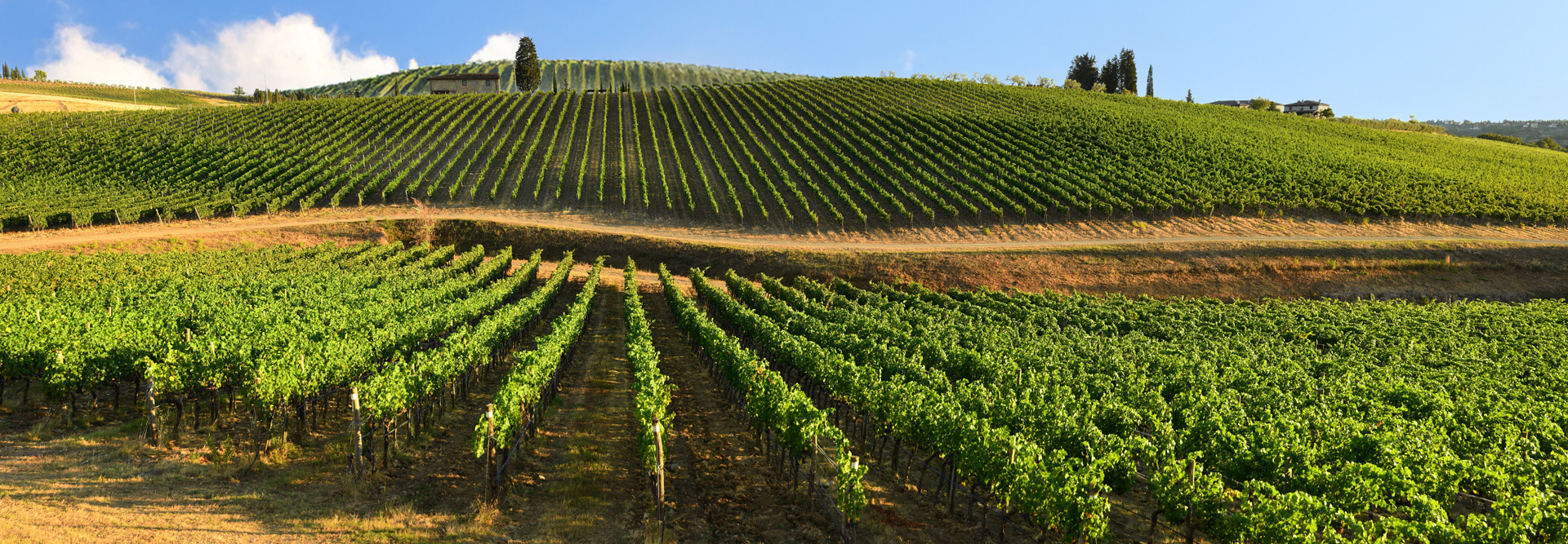 vineyards Tuscany hills